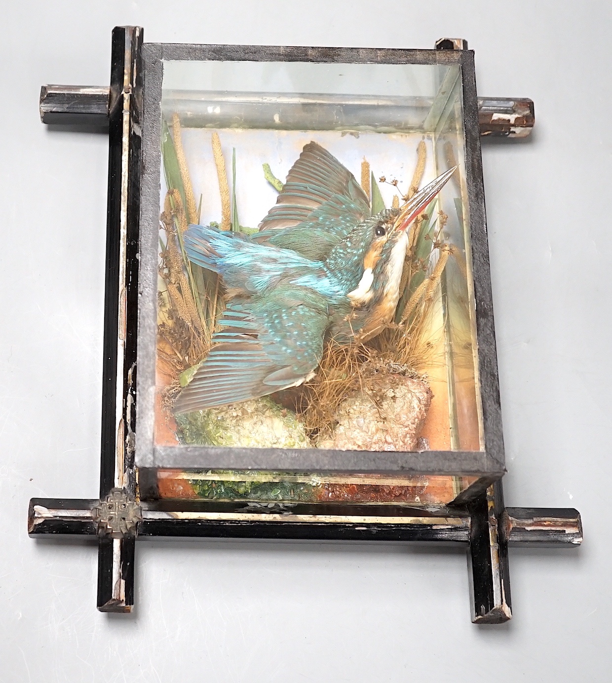 A Victorian taxidermy kingfisher in flight in wooden glazed case, attributed to W.B. Griggs of Manor Park, London - 21 x 16.5cm